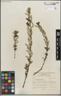 Foto von Salix purpurea L.